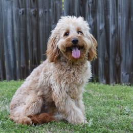 Sam - Goldendoodle