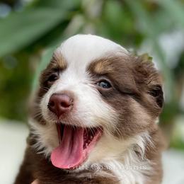 Miniature American Shepherd Puppies from Gulf Coast Minis