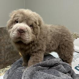 Chinese Shar-Pei Puppies from SNK Shar-Pei