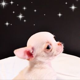 Chihuahua Puppies from MI Chi