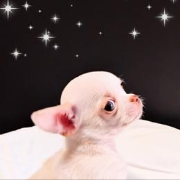 Chihuahua Puppies from MI Chi