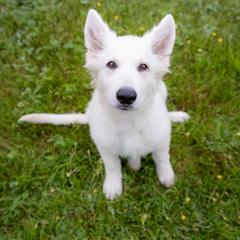 Black Collar - White Berger Blanc Suisse puppy in New Hampshire from Kennel Sons Of North