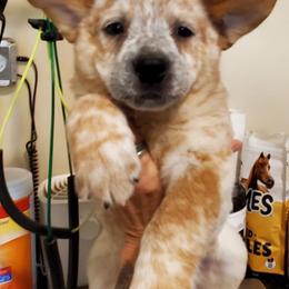 Red ear mottled - Red mottled male Australian Cattle Dog puppy in Lenoir, North Carolina from Blue Coyote Ranch