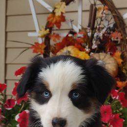 Lacey - Black tri female Miniature American Shepherd puppy in Atwood, Illinois from Buck-Run Puppies