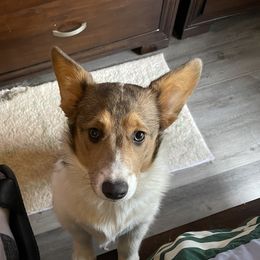 Lyla - Pembroke Welsh Corgi