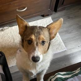 Lyla - Pembroke Welsh Corgi