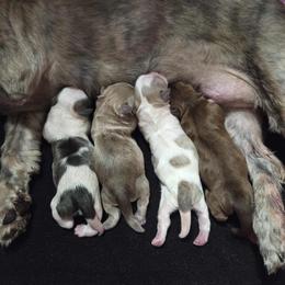 Shih Tzu puppies from Locust Creek Shih Tzu & Havanese