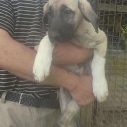 Girl 2 - Fawn female Kangal puppy in Indian Trail, North Carolina from Carolina Kangals