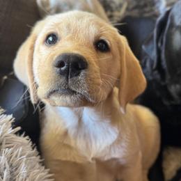 Green Collar - Yellow male Labrador Retriever puppy in Somerset, California from Cantina Labs and Cavs