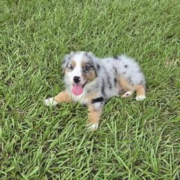 Boy 2 - Blue merle male Australian Shepherd puppy in Lakeland, Florida from Diamond P Australian Shepherds