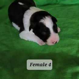 Border Collie Puppies from Blue Cypress Stock dogs