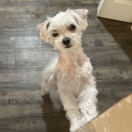 Sky - Maltese