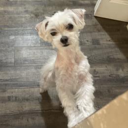 Sky - Maltese