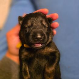 Yellow collar (Honey) - Sable female German Shepherd puppy in Hermitage, Pennsylvania from Shepherds of the Hundred Acres