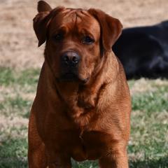 Brock - Labrador Retriever