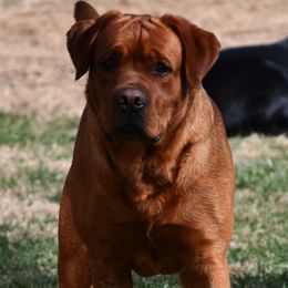 Brock - Labrador Retriever