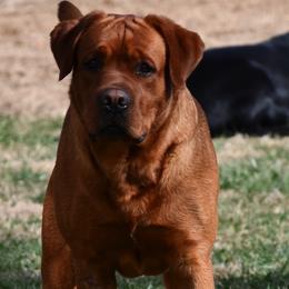 Brock - Labrador Retriever
