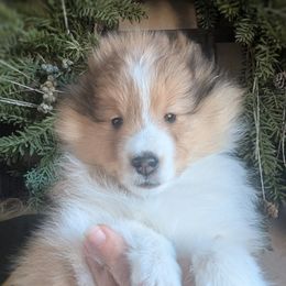 Shetland Sheepdog Puppies from Renegade Winds
