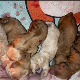 Goldendoodle and Poodle Puppies from King’s  Castle of Doodles