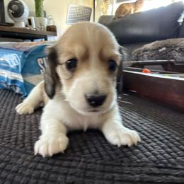 Heart - Piebald female Dachshund puppy in Phoenix, Arizona from Dianna's Dachshunds