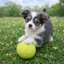 Merle Haggard - Blue merle male Chihuahua puppy in Drumright, Oklahoma from Fancy Pants Chihuahua’s