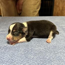 Chopper - Black white and tan male Rat Terrier puppy in Gonzales, Texas from Sunshine Deckers