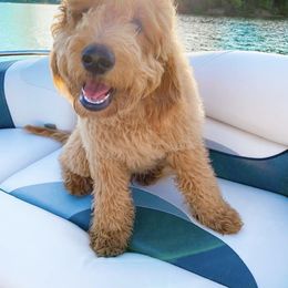 Goldendoodle Puppies from Hobble Creek Farms