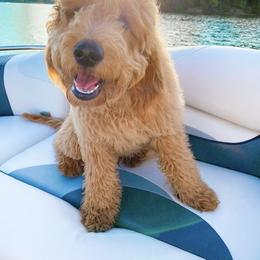 Goldendoodle Puppies from Hobble Creek Farms