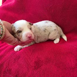 Ruby - Red merle female Border Collie puppy in Ripley, Oklahoma from Adventure5 Border Collies