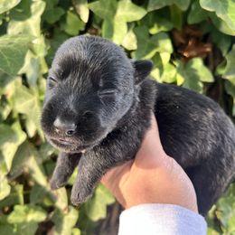 Billy - Brindle male Scottish Terrier puppy in Chattanooga, Tennessee from Oodles of Cuties!