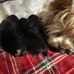 Versace - Black and tan male Yorkshire Terrier puppy in South Coffeyville, Oklahoma from Nicki's Yorkies