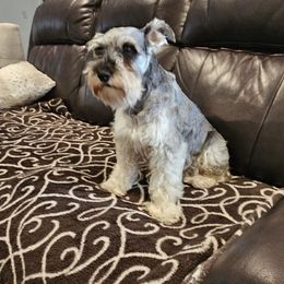 Nala - Miniature Schnauzer