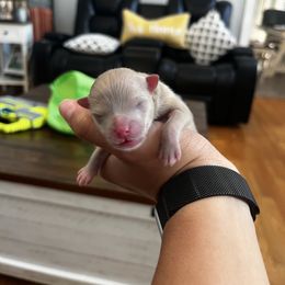Boy 2 - Lavender male Pomeranian puppy in Randleman, North Carolina from Luxurious Poms