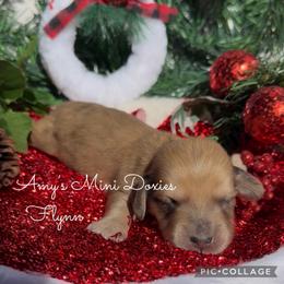 AKC Flynn - Red male Dachshund puppy in Jena, Louisiana from Amy’s Mini Doxies
