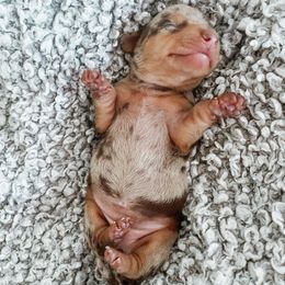 Dachshund Puppies from Cotton Hill Dachshunds