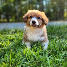 Martini - Red American Corgi puppy in Cameron, North Carolina from Butts Family Corgis