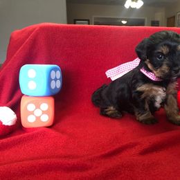 Girl 3 - Black and gold Yorkshire Terrier puppy in Marion, Indiana from Brandon's Yorkshire Terriers
