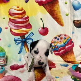 Pistachio- Green- HUA - White and black male Dalmatian puppy in Claremore, Oklahoma from Lotsofdots Dalmatians