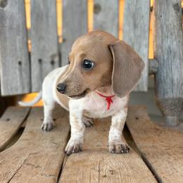 Bo - Piebald male Dachshund puppy in Marvell, Arkansas from Hat Creek Kennel