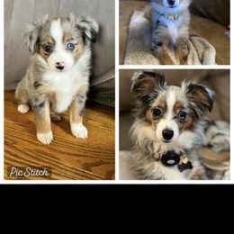 Miniature Australian Shepherd All Grown Up from ST Forest Aussies