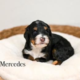 Mercedes - Tri-color female Bernedoodle puppy in Tucson, Arizona from Sun Valley Goldendoodles