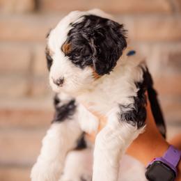 Truffles - Tri-color male Bernedoodle puppy in Lehi, Utah from Cookie's Cuties