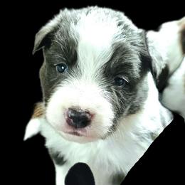 Pebble - Blue male Border Collie puppy in Cedar Springs, Michigan from Lyncroft Border Collies