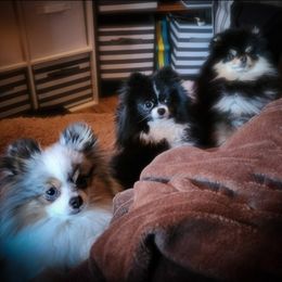 Pomeranian Puppies from Damore's Prized Poms