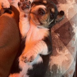 Yellow - Black tan and bluetick male Beagle puppy in Jasper, Texas from Beech Grove Beagles