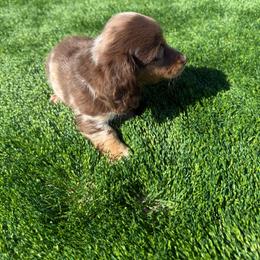 Long hair Dapple male - Dapple male Dachshund puppy in Woodward, Oklahoma from Wiener Dreams Dachshunds