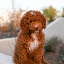 Henry - Red  male Goldendoodle puppy in Tucson, Arizona from Sun Valley Goldendoodles