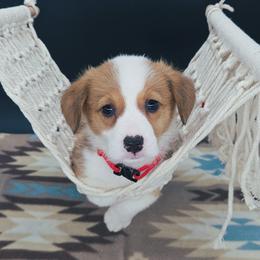 German Shepherd and Pembroke Welsh Corgi Puppies from J&R Shepherds & Corgis