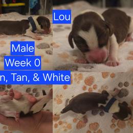Lou-Blue - Brown white and tan male Beagle puppy in Bemidji, Minnesota from Nse Farms Beagles