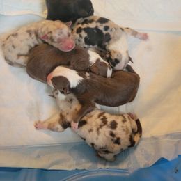 Girl 1 - Australian Shepherd puppy in Crooksville, Ohio from VanHorn Australian Shepherds